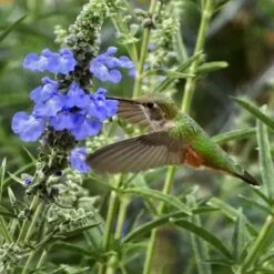 Prairie Salvia -High Country Gardens Store salvia azurea sq