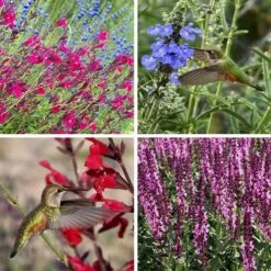 Salvia Collection 7 Salvia Collection -High Country Gardens Store salvia collection collage