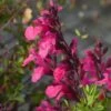 Cold Hardy Pink Texas Salvia -High Country Gardens Store salvia greggii cold hardy pink 2