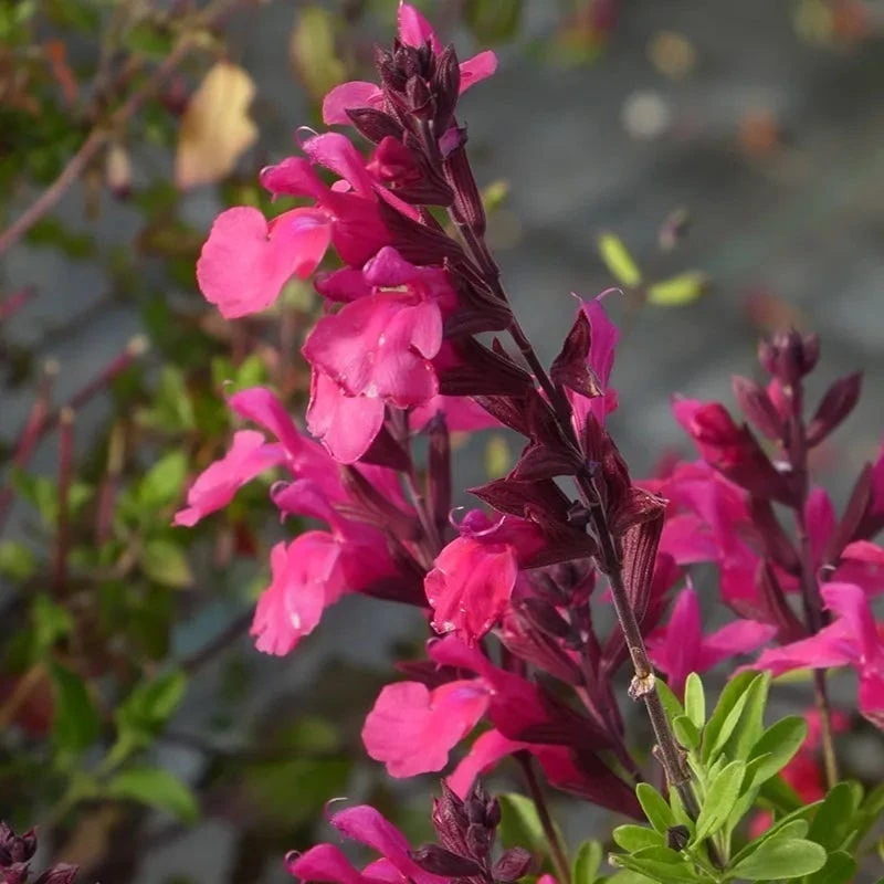 Cold Hardy Pink Texas Salvia 1 Cold Hardy Pink Texas Salvia