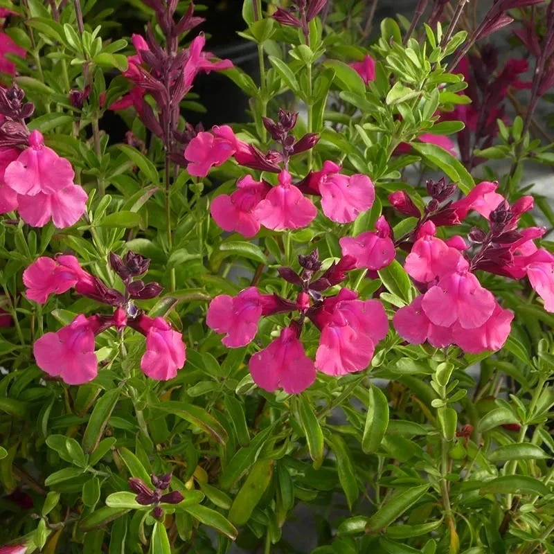 Cold Hardy Pink Texas Salvia 2 Cold Hardy Pink Texas Salvia - Image 2