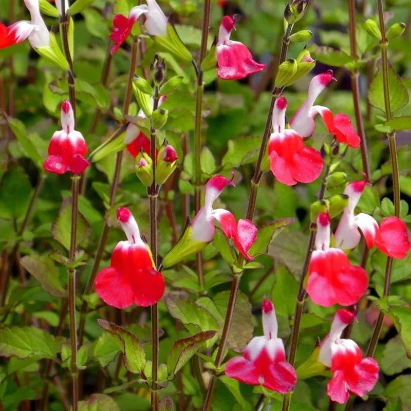 Hot Lips Salvia 1 Hot Lips Salvia