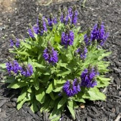Marcus Dwarf Blue Salvia 6 Marcus Dwarf Blue Salvia -High Country Gardens Store salvia nemerosa marcus joannabelleville sq