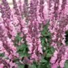 Lyrical™ Rose Salvia -High Country Gardens Store salvia nemorosa balyricose