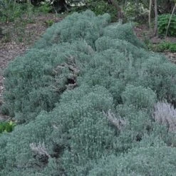 Gray Santolina -High Country Gardens Store santolina chamaecyparissus gray santolina spring