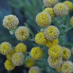 Gray Santolina -High Country Gardens Store santolina chamaecyparissus gray santolina summer flowers close up