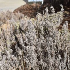 Gray Santolina -High Country Gardens Store santolina chamaecyparissus gray santolina winter