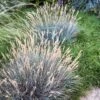 Boulder Blue Fescue Grass 15 Boulder Blue Fescue Grass -High Country Gardens Store saxon holt festuca boulder blue
