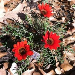 Scarlet Tanager Gazania -High Country Gardens Store scarlet tanager african daisy ground trio