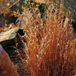 Summer Showstopper Pre-Planned Garden -High Country Gardens Store schizachyrium scoparium blaze 3