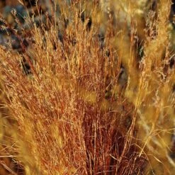 Blaze Little Bluestem Grass -High Country Gardens Store schizachyrium scoparium blaze cropped 2