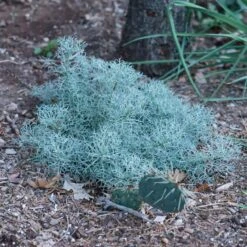 Seafoam Artemisia -High Country Gardens Store seafoam artemisia sq
