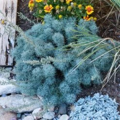 FireSmart Collection - Zone 2 -High Country Gardens Store seafoam artemisia sq1