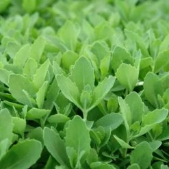 Autumn Fire Sedum -High Country Gardens Store sed autumnfire fol northcreek nu