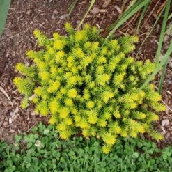 Angelina Sedum -High Country Gardens Store sedum angelina 2