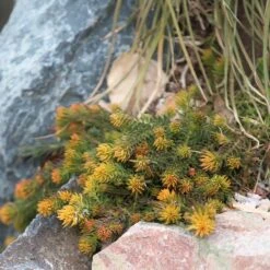 Angelina Sedum -High Country Gardens Store sedum angelina 3