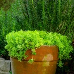 Angelina Sedum -High Country Gardens Store sedum angelina 4