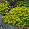 Orange Stonecrop -High Country Gardens Store sedum kamtschaticum 1