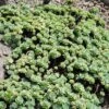 Gray Sedum -High Country Gardens Store sedum pachyclados 1