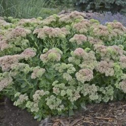 Autumn Fire Sedum -High Country Gardens Store sedum autumn fire whole plant e