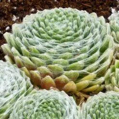 FireSmart Collection - Zone 1 -High Country Gardens Store sempervivum arachnoideum 3 2 1