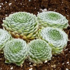 Succulent Groundcover Collection -High Country Gardens Store sempervivum arachnoideum cobweb hens chicks