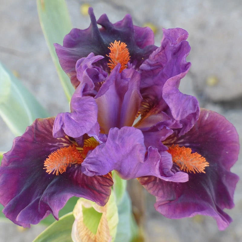 Sharp Dressed Boy Dwarf Bearded Iris 1 Sharp Dressed Boy Dwarf Bearded Iris