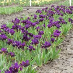 Sharp Dressed Boy Dwarf Bearded Iris 5 Sharp Dressed Boy Dwarf Bearded Iris -High Country Gardens Store sharp dressed boy bi 3