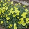 Shimmer Evening Primrose 6 Shimmer Evening Primrose -High Country Gardens Store shimmer evening primrose 1