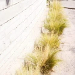 Silky Thread Grass -High Country Gardens Store silky thread grass 4