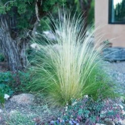 Silky Thread Grass -High Country Gardens Store silky thread grass 5