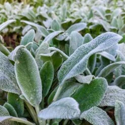 Silver Carpet Lamb's Ear -High Country Gardens Store silver carpet lambsear 2