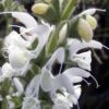 Silver Salvia -High Country Gardens Store silver sage 1