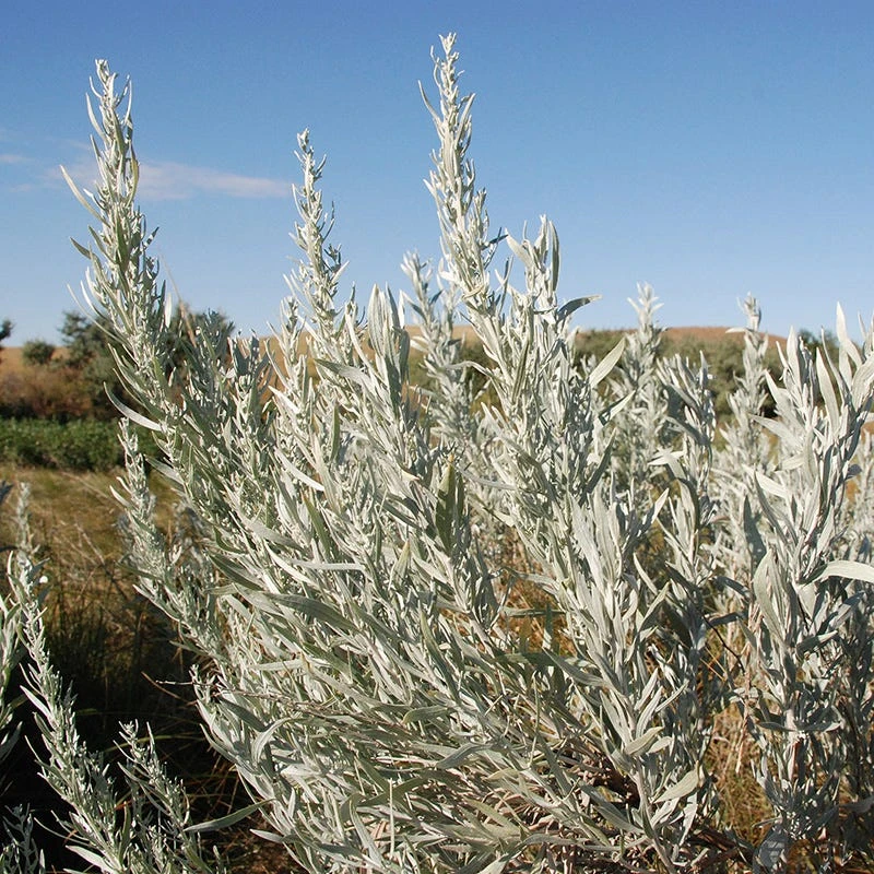 Silver Sagebrush 3 Silver Sagebrush - Image 3