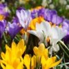 Snow Crocus Mix -High Country Gardens Store snow crocus mix 1