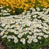 Snowcap Shasta Daisy -High Country Gardens Store snowcap shasta daisy 1