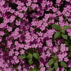 Saponaria Ocymoides 6 Saponaria Ocymoides -High Country Gardens Store soapwort saponaria ocymoides 3