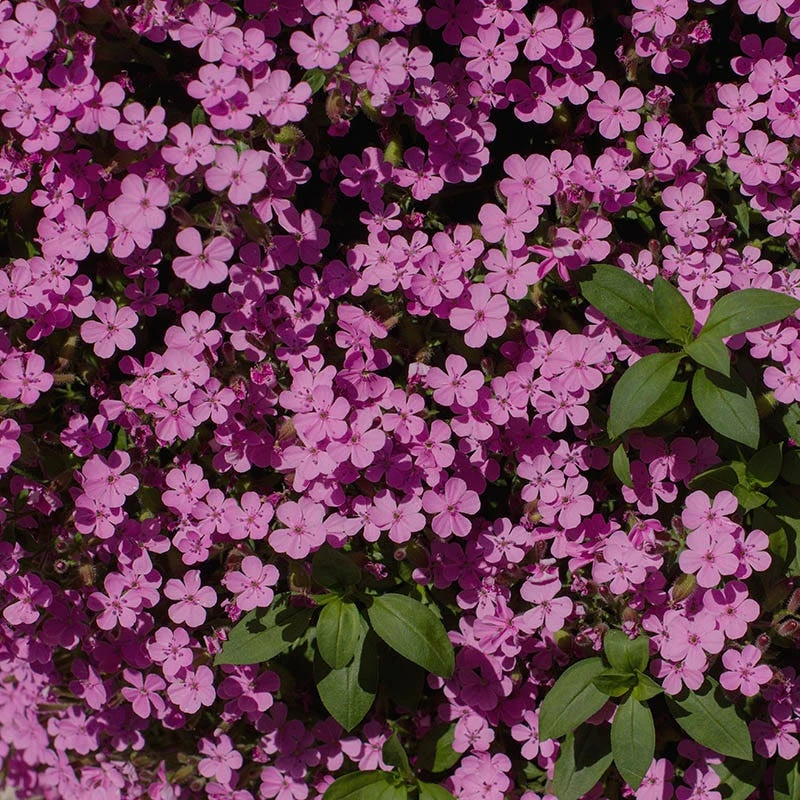 Saponaria Ocymoides 3 Saponaria Ocymoides - Image 3
