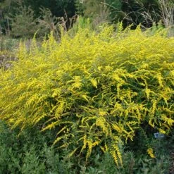 Summer Showstopper Pre-Planned Garden -High Country Gardens Store solidago fireworks cropped 1