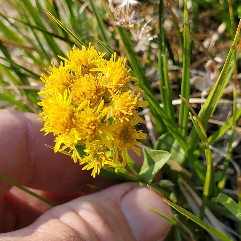 Rocky Mountain Goldenrod (Solidago) 3 Rocky Mountain Goldenrod (Solidago) - Image 3