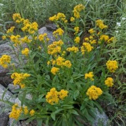 Rocky Mountain Goldenrod (Solidago) 7 Rocky Mountain Goldenrod (Solidago) -High Country Gardens Store solidago multiradiata 3