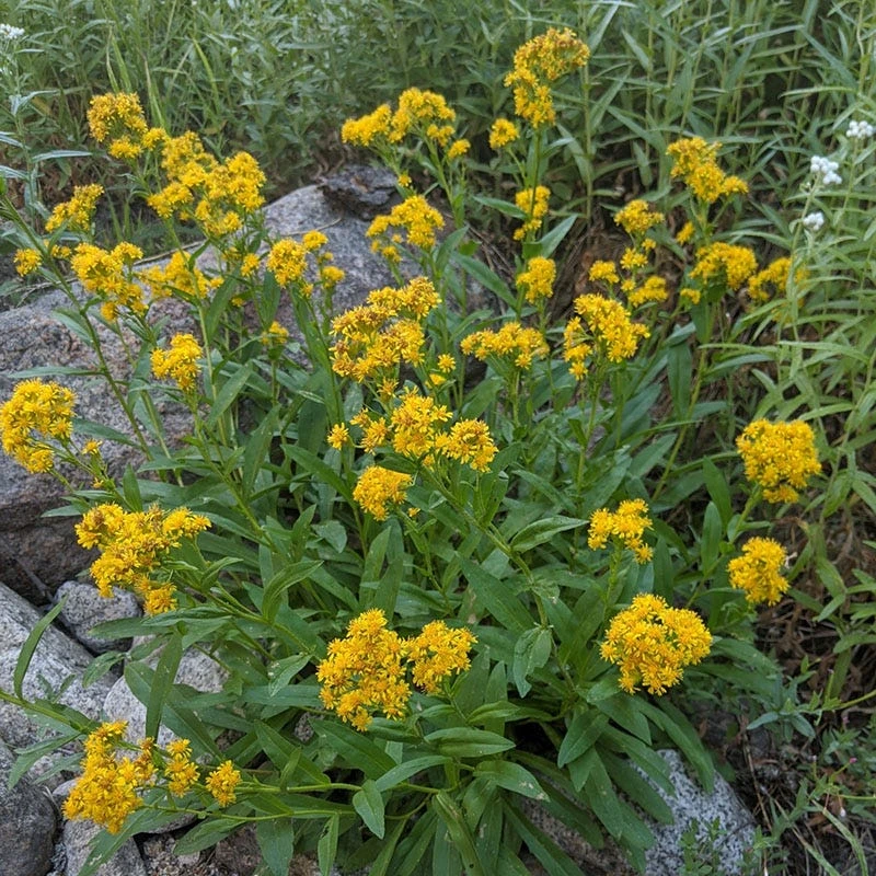 Rocky Mountain Goldenrod (Solidago) 4 Rocky Mountain Goldenrod (Solidago) - Image 4
