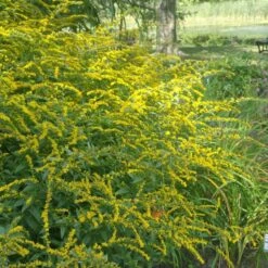 Summer Dreams Pre-Planned Garden -High Country Gardens Store solidago fireworks cropped 2