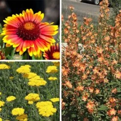 Some Like It Hot Collection -High Country Gardens Store some like it hot coll 10 15 24