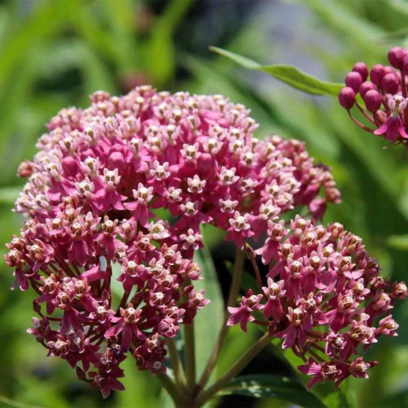 Soulmate Swamp Milkweed 2 Soulmate Swamp Milkweed - Image 2