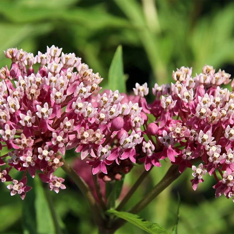 Soulmate Swamp Milkweed 1 Soulmate Swamp Milkweed