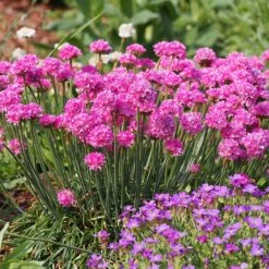 Splendens Armeria -High Country Gardens Store splendens sea thrift armeria maritima garden