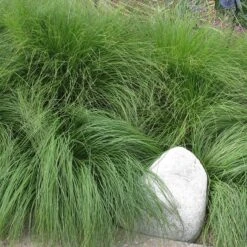 Soft Colors Inferno Strip Grass Collection -High Country Gardens Store sporobolus heterolipis prairie dropsseed sq
