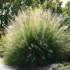 Windbreaker Giant Sacaton Grass 7 Windbreaker Giant Sacaton Grass -High Country Gardens Store sporobolus wrightii pat plant selecthayward1 cropped