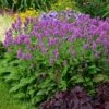 Hummelo Betony -High Country Gardens Store stachys monieri hummelo 1